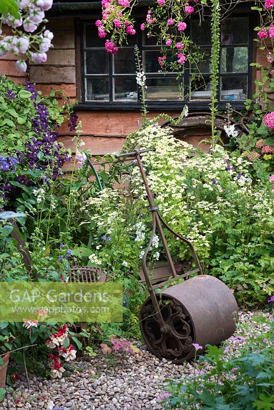 A cottage garden with cast iron roller by clump of white feverfew, in front of a wooden summerhouse Clematis 'Etoile Violette'.