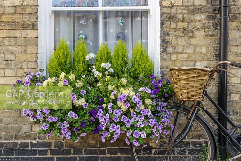 Petunia 'Priscilla' in window box with Cupressus macrocarpa 'Goldcrest', Petunia 'Tumbelina Susanna' and 'Tumbelina Belinda'