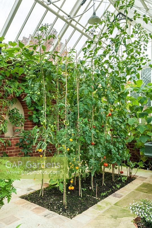 Interior of Alitex glasshouse with bed of cordon tomatoes trained up to the roof