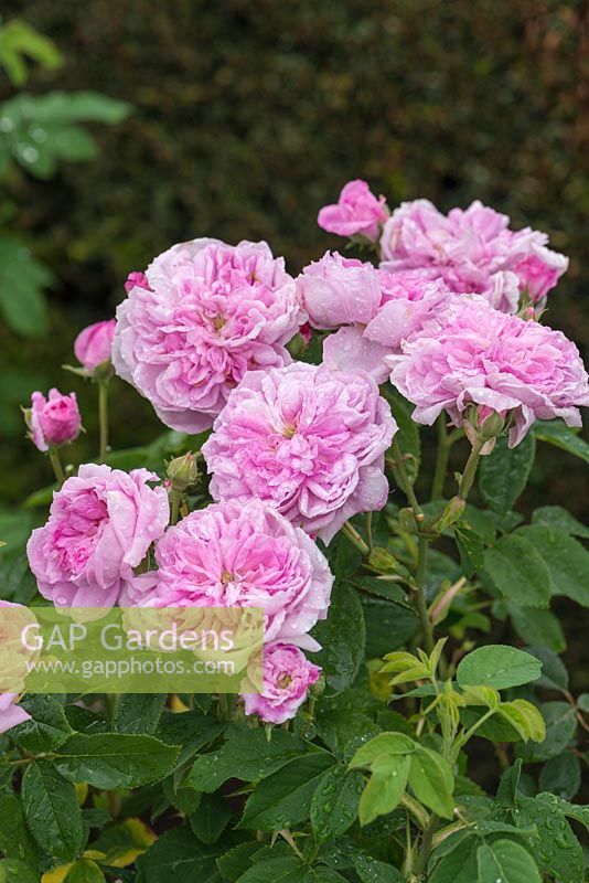 Rosa 'Ispahan'