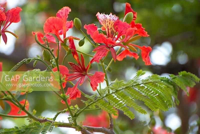 Delonix regia - Flame tree with flowers in Tanzania, Africa