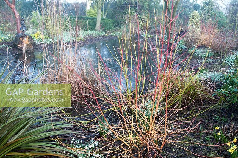 Garden bed in winter with Astelia chathamica 'Silver Spear' Galanthus Narcissus and Cornus sanguinea Midwinter Fire overlooking a pond at Weeping Ash, Glazebury, Cheshire February