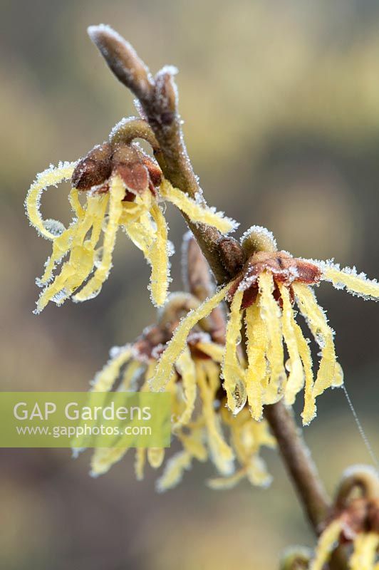 Hamamelis x intermedia 'Arnold Promise'