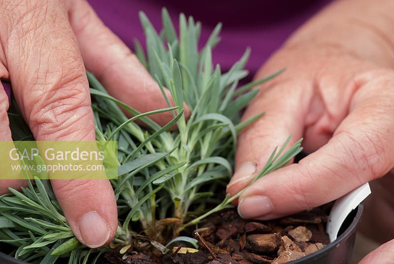 Preparation of dianthus cuttings - Pipping selection from shop bought plant to increase garden numbers.