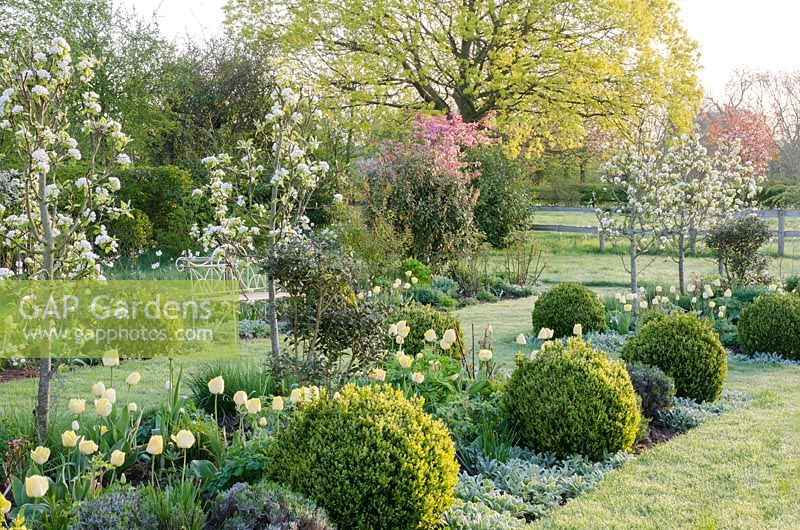 Spring borders with Pyrus 'Beurre du Comice', underplanted with Tulipa 'Primrose Beauty', Lupinus, Lavandula, Stachys byzantina and clipped Buxus balls - pink blossom in background of Malus floribunda