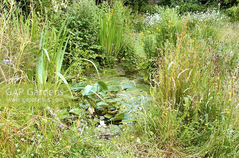 Small natural wildlife garden pond with shallow sides and adjacent meadow area. 