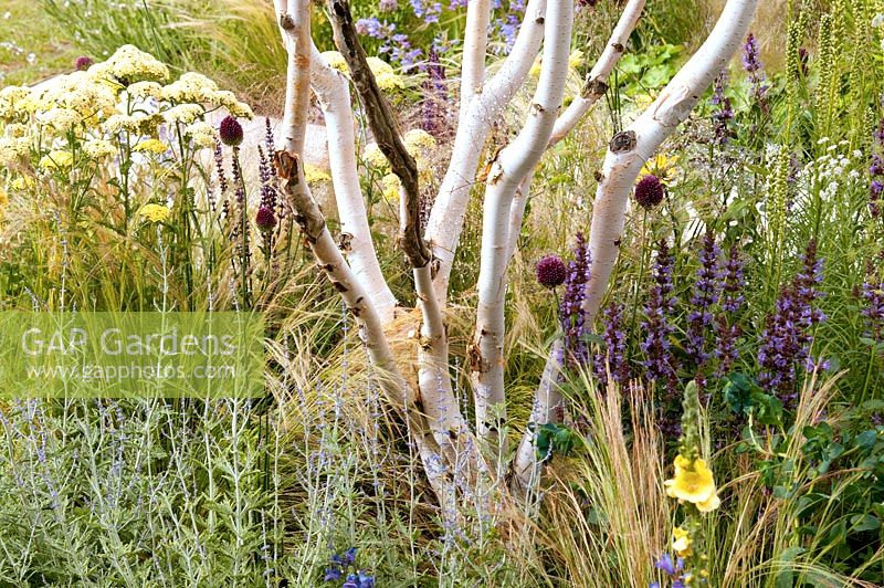 Betula jacquemontii and perennials in colourful flowerbed in the 'Light catcher' garden at RHS Tatton Flower Show 2015