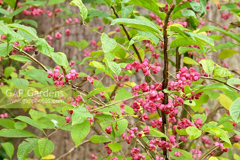 Euonymus europaeus