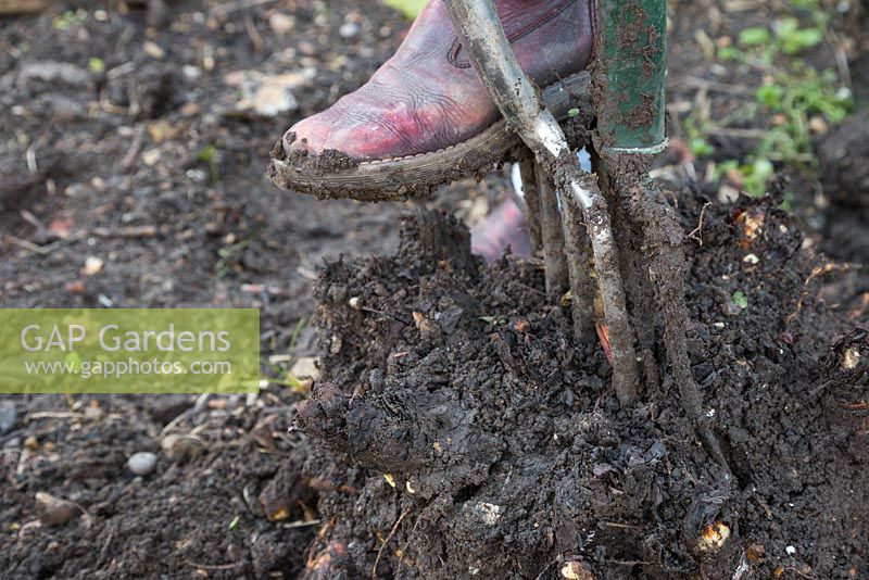 Insert two garden forks into the centre of the plant, ensuring they are facing opposite directions