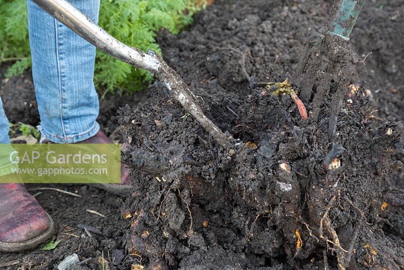 Carefully ease apart the plant by applying pressure to both forks, dividing the plant into two clumps