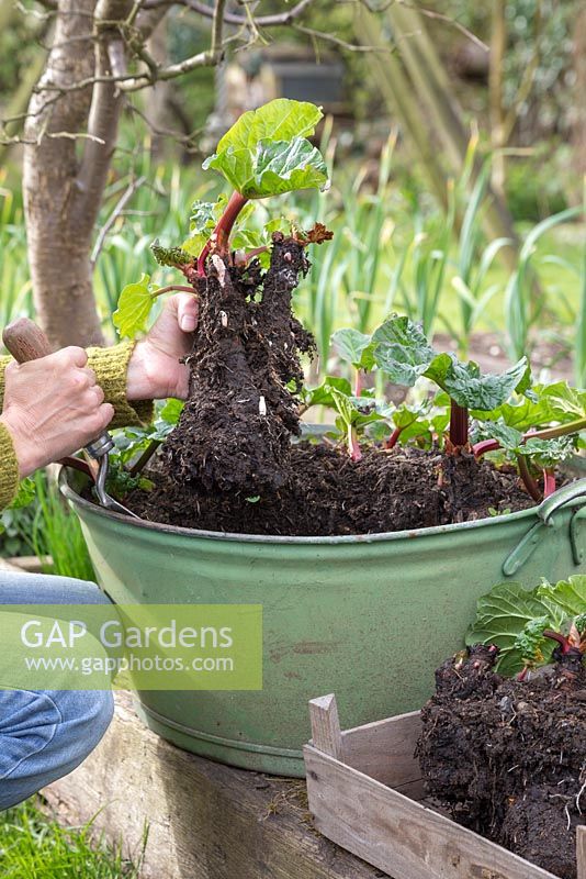 A woman digging up some divided Rhubarb crowns to use as a gift