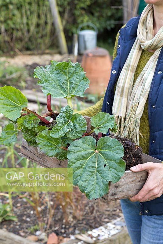 A woman carrying a tray of divided Rhubarb crowns to use as a gift