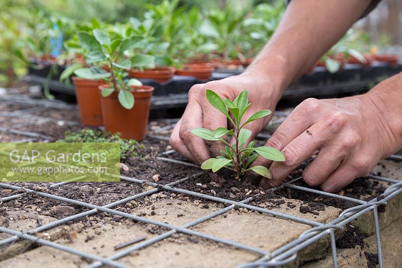 Planting young Rock Soapwort plants into the crevices of a dry stone wall gabion cage