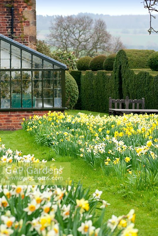 A carpet of daffodils at Felley Priory. April. 