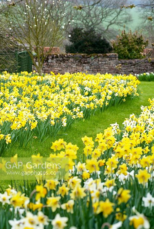 A carpet of daffodils at Felley Priory. April. 