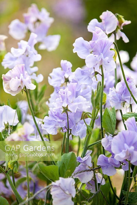 Lathyrus odoratus Charlie's Angel