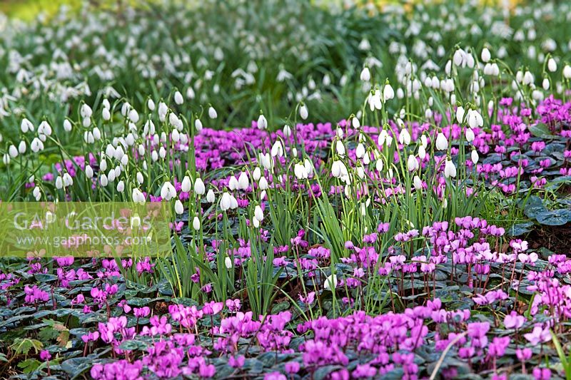 Galanthus nivalis and Cyclamen coum  at Colesbourne Park, Gloucestershire - February