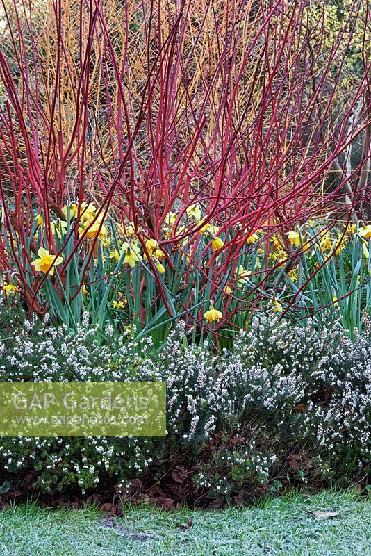 Dogwoods underplanted with Erica and Narcissus - Cornus alba 'Sibirica', Salix 'Yelverton'. Erica x darleyensis 'Darley dale', Narcissus - Capel Manor Gardens - Febuary