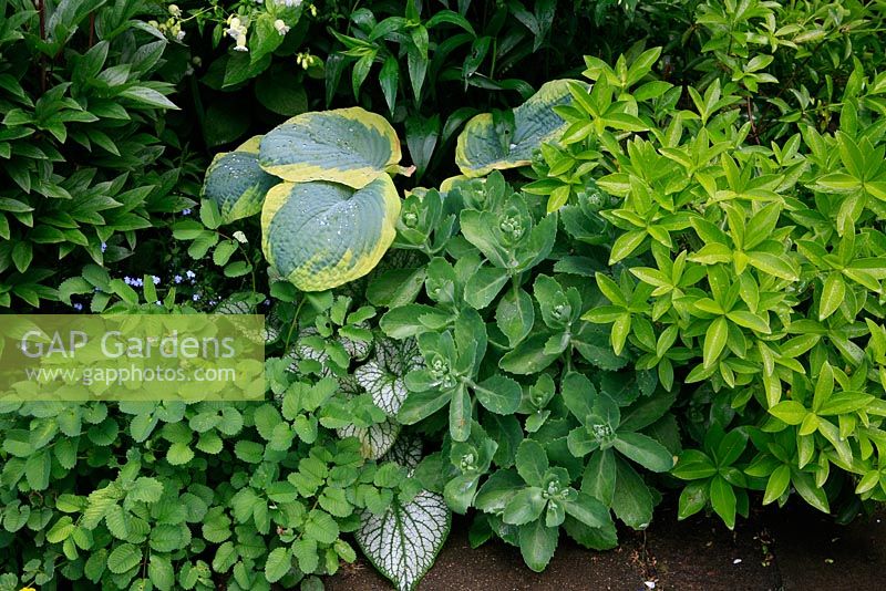 Foliage chosen for its contrasting qualities of form, colour and texture along a path edge. Sanguisorba, Brunnera, Sedum, Skimmia and Hosta. June.