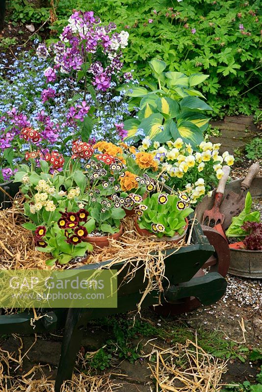 Choice Auriculas showcased in a wooden wheelbarrow on a brick path with the terracotta pots packed around with straw to hold them steady and honesty, forget-me-nots and hostas as a backdrop. 