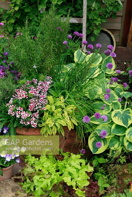 Cottage garden favourites including herbs and lettuce for late spring and early summer in a border and basketweave, frostproof terracotta pot. Dwarf Sweet Williams, variegated sage, Salvia officinalis 'Icterina', Chives in flower, Allium schoenoprasum, Lavandula 'Fathead' and Rosemary, Rosmarinus officinalis, Viola Susie' at the base and a backdrop of Hosta 'Wide Brim'. June. West Midlands