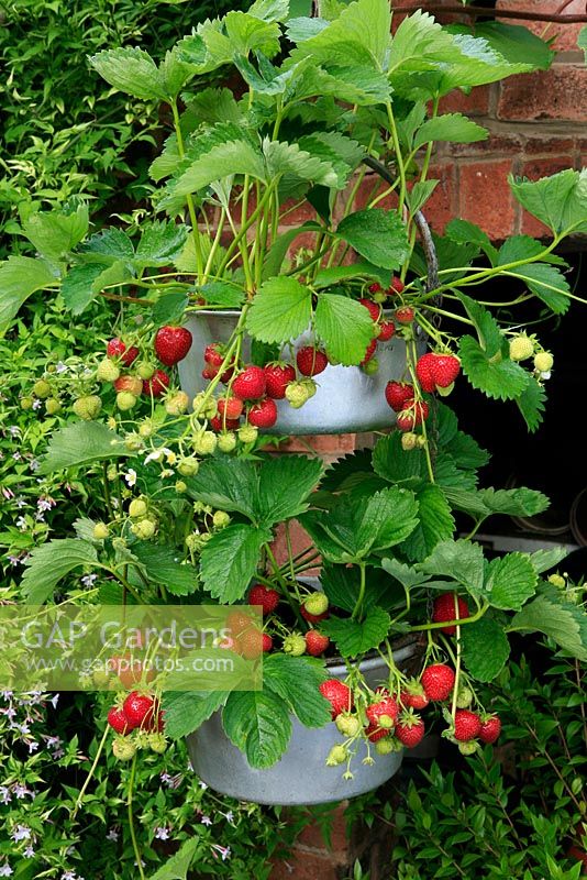Prolific strawberry crop ready for picking and growing in two jam pans suspended one above the other, ensuring well ripened, slug free fruits. July. West Midlands