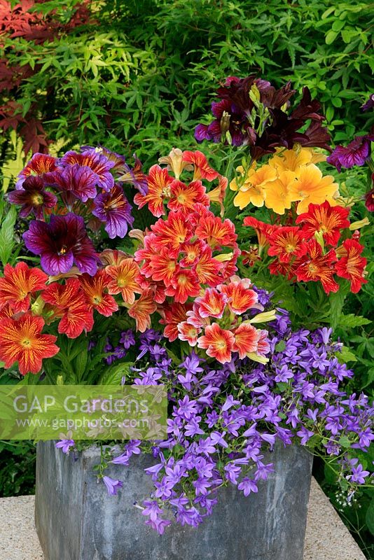 Salpiglossis 'Royale... stock photo by Graham Strong, Image: 0565463