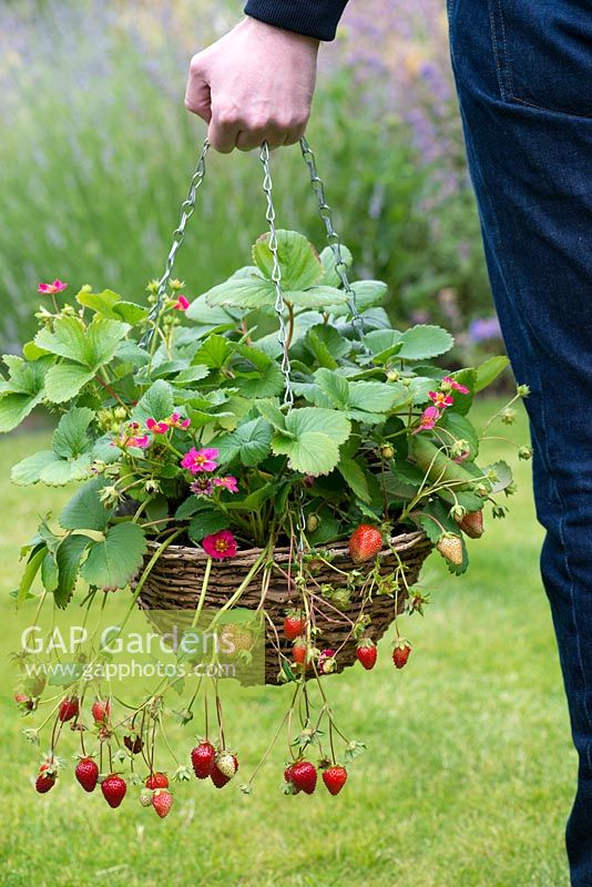 Hanging basket of Strawberry 'Tarpan' bears a steady supply of bright pink flowers and small, sweet fruit for weeks on end.