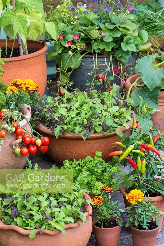 Pot of 'cut and come again' salad leaves, amongst pots of beans, tomatoes, strawberries, peppers and French marigolds.