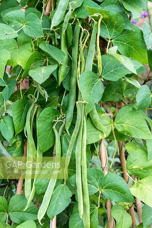 Phaseolus coccineus - Runner beans, grown in a raised bed and trained up a cane wigwam.