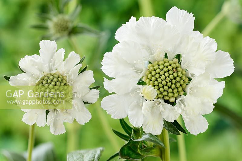 Scabiosa caucasica 'Perfecta Alba' Perfecta Series  