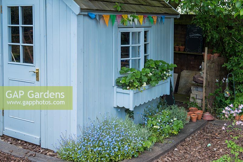 A painted children's shed with window box growing strawbery plants.