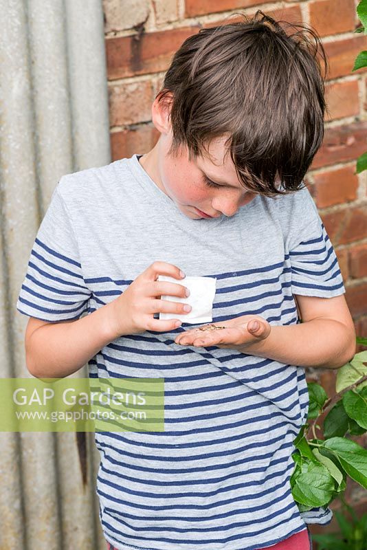 Oscar Isaac, 9, pours seeds into the palm of his hand, ready to scatter.