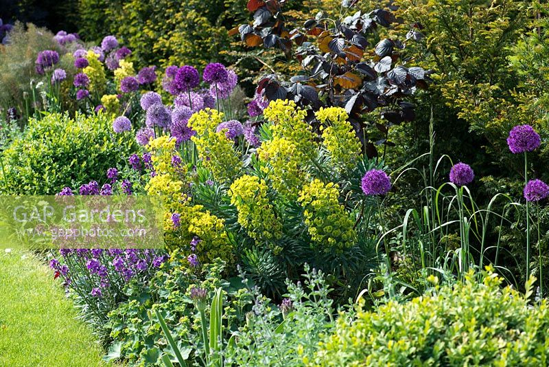 A tough border in late spring planted with Allium 'Purple Sensation', Euphorbia characias subsp. wulfenii, Erysimum 'Bowel's Mauve', self-seeded Aquilegia vulgaris, purple hazel with evergreen yew and box.