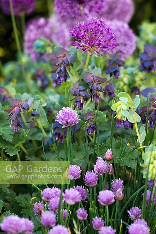 A late spring combination of purple plants including Allium schoenoprasum, Nerinthe major 'Purpurascens' and Allium 'Purple Sensation'.