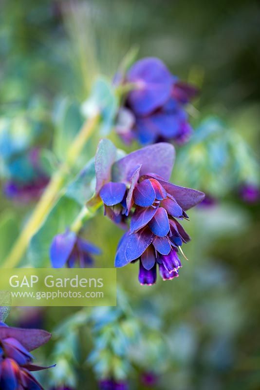 Cerinthe major 'Purpurascens', honeywort