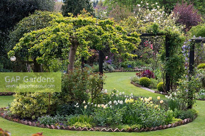 An island bed with yellow Tulipa 'Fringed Elegance' and Narcissus 'Cheerfulness' under an ornamental cherry tree. On the right hand upright, Clematis 'Maidwell Hall'.