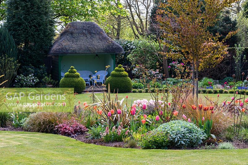 A spring garden with mixed border of tulips, Cercidiphyllum japonicum and ornamental grasses, in front of topiary box and a thatched summer house.