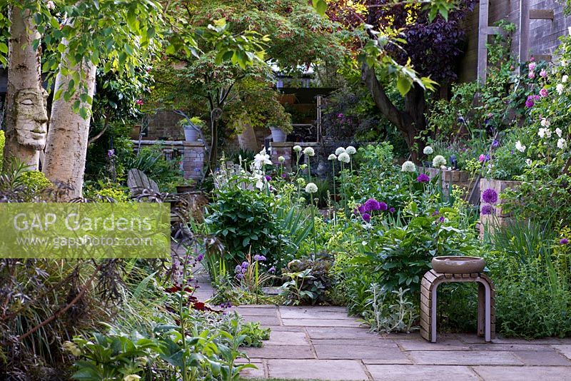 York stone path leads down 37m x 7.5m walled town garden. In left bed, silver birch with sculpture by Pauline Lee amidst euphorbia, black elder, grasses and aquilegias.  In central sunny bed: purple and white alliums, sedum, scabious, peonies, Mathiasella burpleuroides 'Green Dream' and Iris 'Jane Phillips'. Growing in raised beds on right wall, Geranium Rozanne, lavender and roses. Growing behind, Japanese maple and purple-leaved ornamental cherry.
