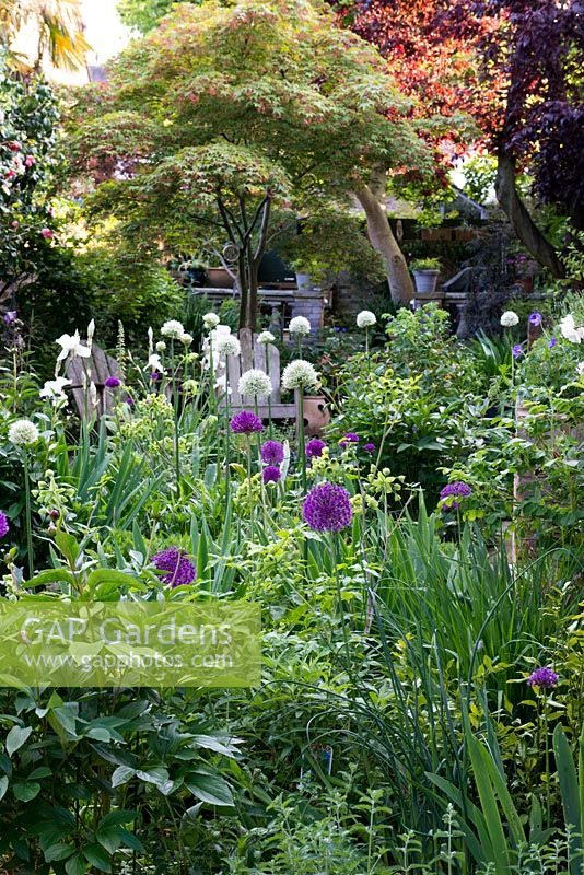 View through central sunny bed planted with purple and white alliums 'Purple Sensation' and 'Everest', Mathiasella burpleuroides 'Green Dream', peonies and Iris 'Jane Phillips'. Growing in raised beds on right wall, Geranium Rozanne, lavender and roses. Behind, Japanese maple overhangs wooden seats, and sun backlights red leaves of ornamental cherry.