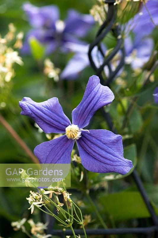 Clematis durandii, a medium-sized deciduous sub-shrub which produces flowers from early summer to early autumn.