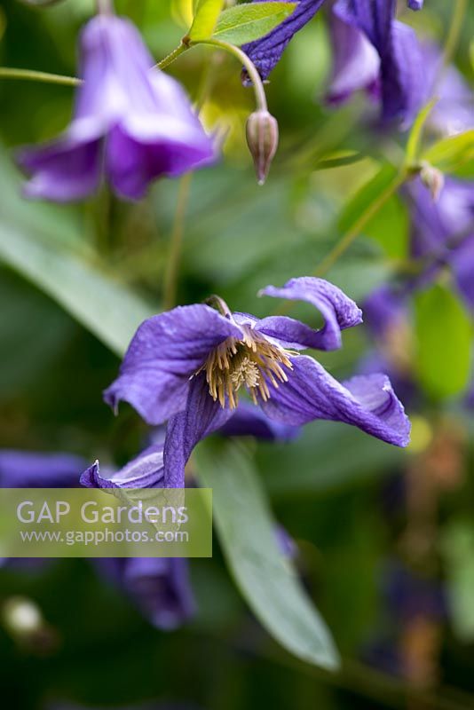 Clematis durandii, a medium-sized deciduous sub-shrub which produces flowers from early summer to early autumn.