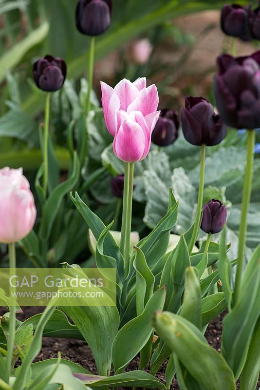 Tulipa 'Paul Scherer' and Tulipa 'Apricot Beauty'.