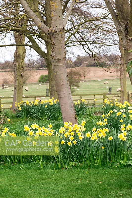 Narcissus - Naturalised daffodils and views of the Hertfordshire countryside at Alswick Hall.
