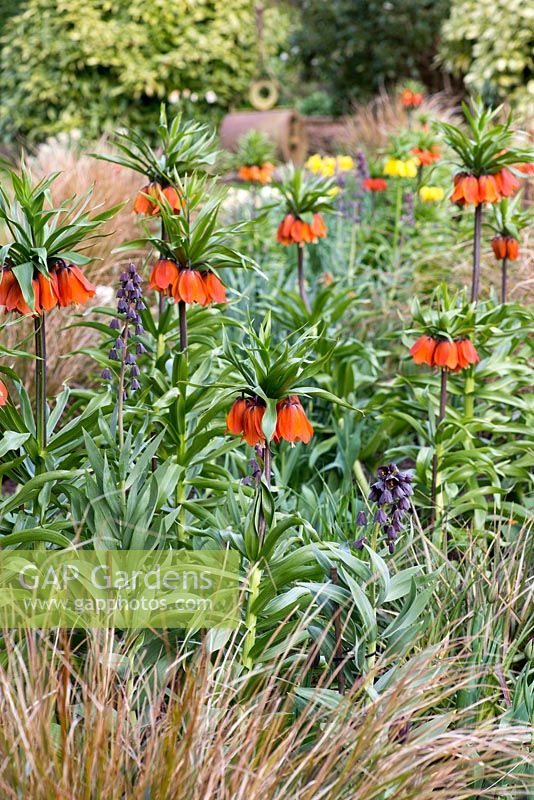 A spring border planted with Fritillaria imperialis 'Orange Perfection' and Fritillaria persica. Beneath, pheasant's tail grass, Anemanthele lessoniana, syn. Stipa arundinacea
