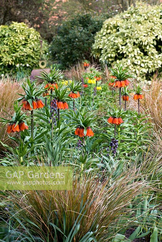 A spring border planted with Frtitillaria imperialis 'Orange perfection' and Fritillaria persica. Beneath, pheasant's tail grass, Anemanthele lessoniana, syn. Stipa arundinacea