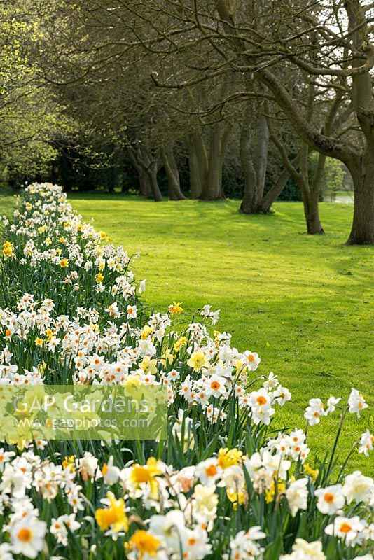 A long spring border planted with Narcissus 'Barrett Browning', 'Tahiti', Cheerfulness', 'Geranium', 'Ice Follies', Sir Winston Churchill' and 'St. Patrick's Day'.