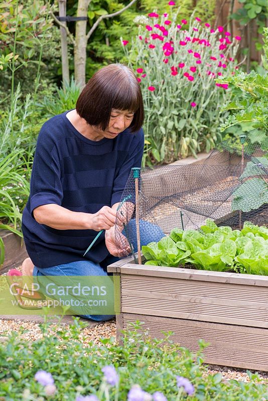 Yasuko O'Gorman, owner of Arlington Drive, putting up netting in the vegetable garden.