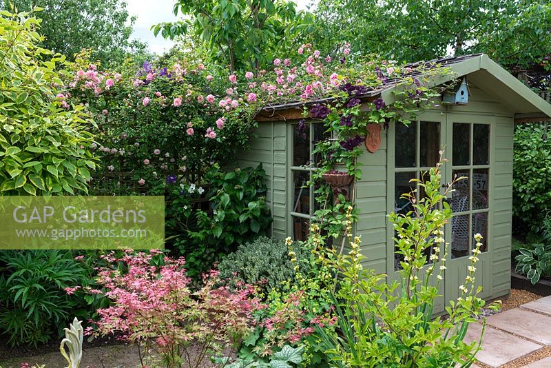A painted wooden summer house covered with climbing Rosa 'Paul Noel' and Clematis 'Dark Eyes'.