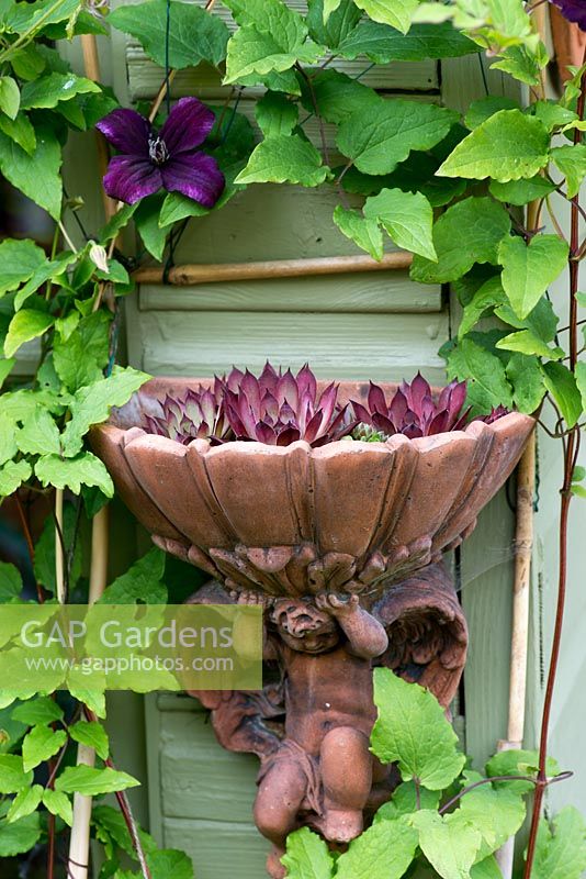 An ornamental wall mounted planter with sempervivum, surrounded by Clematis 'Dark Eyes'.